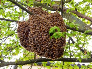 Bee/wasp removal/advice & guidance